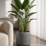 Pflanzkuebel Patt Fiberstone Grau frostfest mit Strelitzia bepflanzt