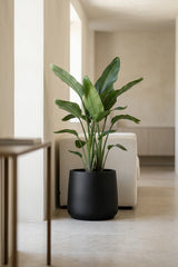 Pflanzkuebel Patt Fiberstone schwarz frostfest mit Strelitzia bepflanzt