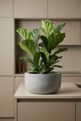 Sunny Pflanzkübel Grau aus Fiberstone – im Lifestyle-Setting
