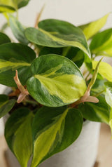 Herzblatt-Philodendron Brasil — tropische Kletterpflanze mit bunten gelbgrünen Blättern