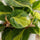 Herzblatt-Philodendron Brasil — tropische Kletterpflanze mit bunten gelbgrünen Blättern