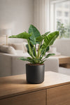 Philodendron Imperial Green