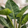 Philodendron Imperial Green Ø:19 H:60 cm Finestgreen 