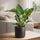 Philodendron Imperial Green Ø:19 H:60 cm Finestgreen 