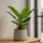 Philodendron Imperial Green Finestgreen 