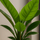 Philodendron Imperial Green Finestgreen 
