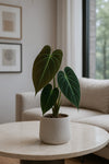 Philodendron Melanochrysum - Samt-Philodendron