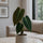 Philodendron Melanochrysum Ø:12 H:35 cm Finestgreen 