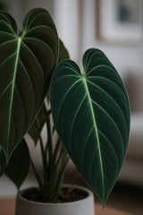 Philodendron Melanochrysum Ø:12 H:35 cm Finestgreen 