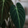 Philodendron Melanochrysum Ø:12 H:35 cm Finestgreen 