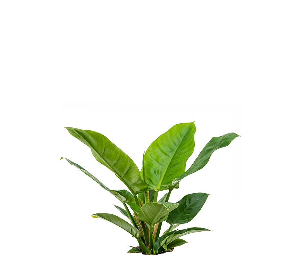 Philodendron Imperial Green