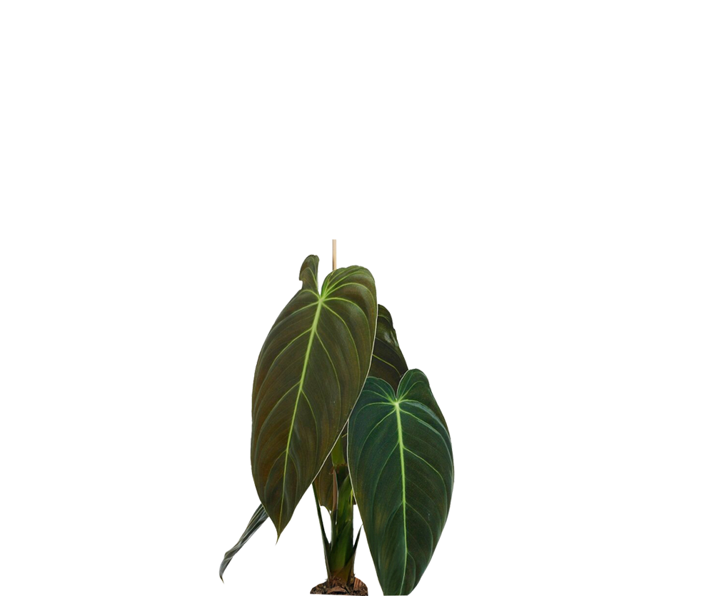 Philodendron Melanochrysum - Samt-Philodendron