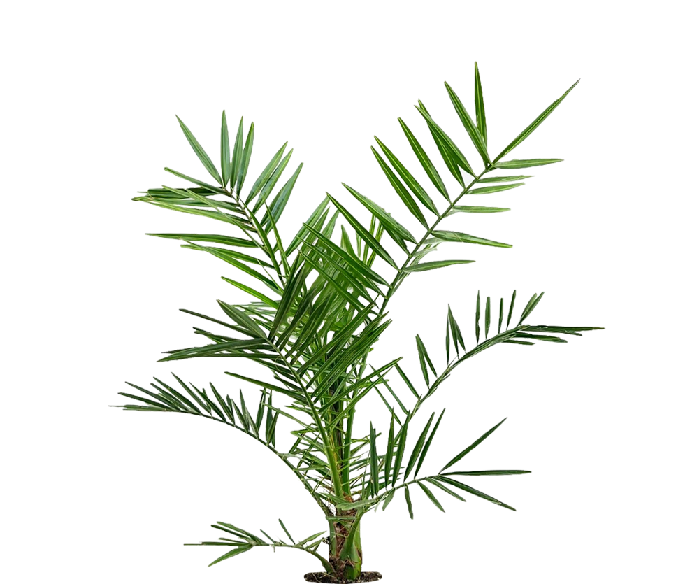 Kanarische Dattelpalme - Phoenix Canariensis