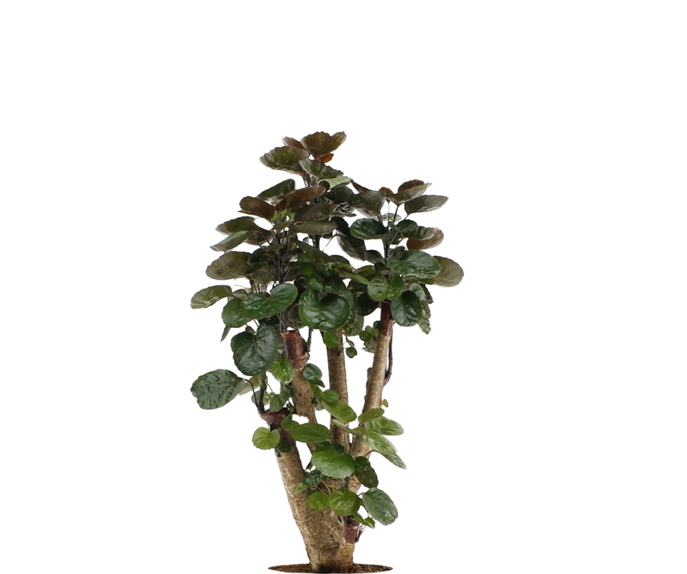 Fiederaralie - Polyscias Fabian
