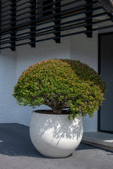 Jumbo Orb Pflanzkübel Ivory Washed aus Fiberstone – Kugelform im Lifestyle-Setting