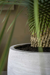 Jumbo Orb Pflanzkübel Ivory Washed aus Fiberstone – Outdoor-Setting