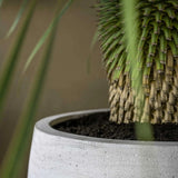 Jumbo Orb Pflanzkübel Ivory Washed aus Fiberstone – Outdoor-Setting