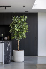 Ficus Baum Künstlich H: 180cm - Finestgreen