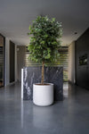 Ficus Benjamina künstlich, H: 180cm