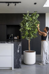 Ficus Baum Künstlich H: 180cm - Finestgreen