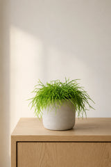 Rhipsalis Cashero - Korallenkaktus
