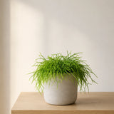 Rhipsalis Cashero - Korallenkaktus