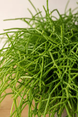 Rhipsalis Cashero - Korallenkaktus