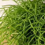 Rhipsalis Cashero - Korallenkaktus