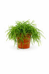 Rhipsalis Cashero - Korallenkaktus