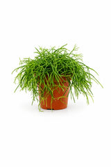 Rhipsalis Cashero - Korallenkaktus