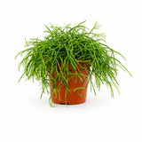Rhipsalis Cashero - Korallenkaktus