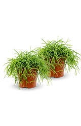 Rhipsalis Cashero 2er Set - Finestgreen [mc]