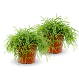 Rhipsalis Cashero 2er Set - Finestgreen [mc]