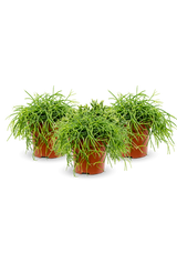 Rhipsalis Cashero 3er Set - Finestgreen [mc]