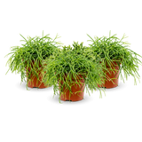 Rhipsalis Cashero 3er Set - Finestgreen [mc]