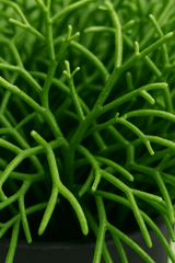 Rhipsalis Cashero 3er Set - Finestgreen