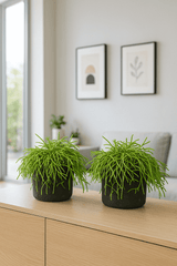 Rhipsalis Cashero 2er Set - Finestgreen