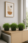 Rhipsalis Cashero 3er Set - Korallenkaktus