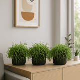 Rhipsalis Cashero 3er Set - Finestgreen