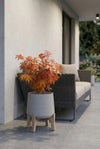 Japanischer Ahorn - Acer Atropurpureum