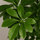 Schefflera Arboricola Gold Capella Ø:19 H:75 cm Finestgreen 