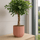 Schefflera Arboricola Gold Capella Ø:19 H:75 cm Finestgreen 