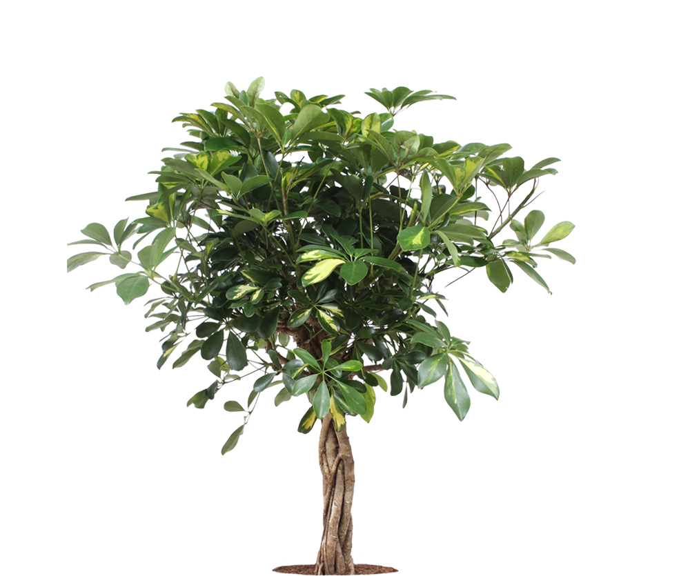 Strahlenaralie - Schefflera Arboricola Gold Capella