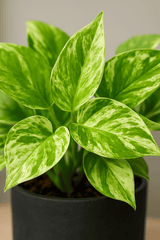Scindapsus Marble Queen 3er Set Finestgreen 