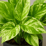 Scindapsus Marble Queen 2er Set Finestgreen 