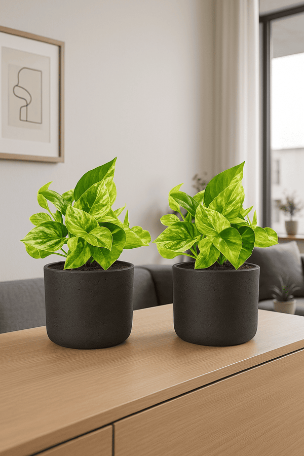 Efeutute Marble Queen 2er Set