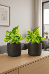Scindapsus Marble Queen 2er Set Finestgreen 