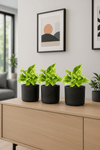 Efeutute Marble Queen 3er Set
