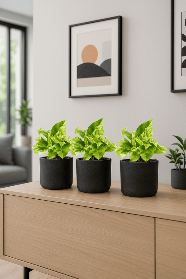 Efeutute Marble Queen 3er Set
