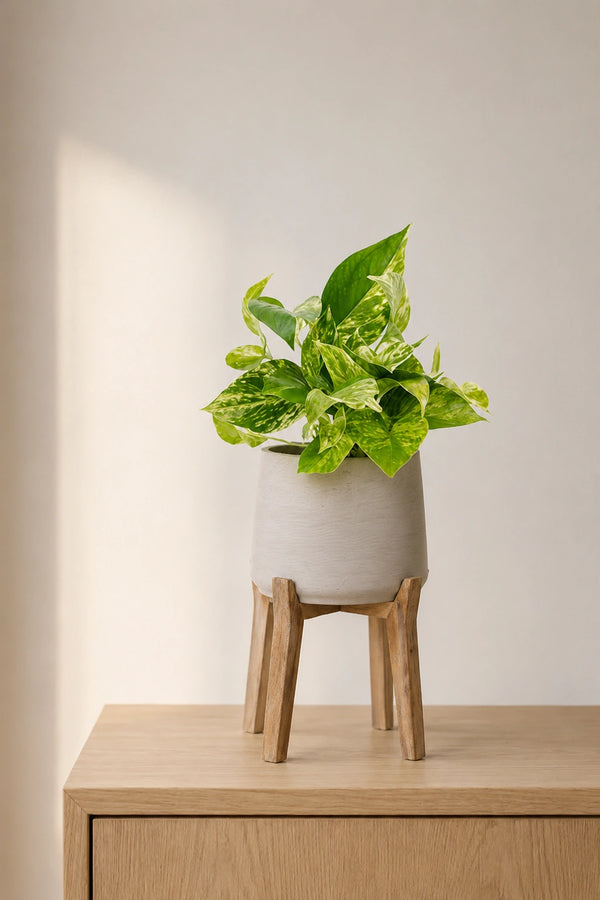 Efeutute Marble Queen - Epipremnum Aureum